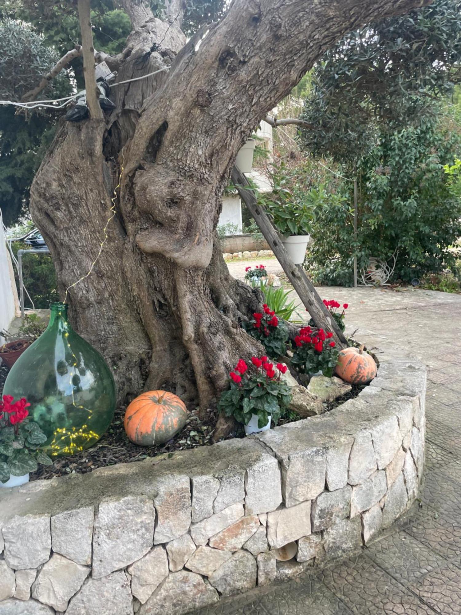 Il Trullo Di Nonno Licchio Villa Alberobello Exterior foto